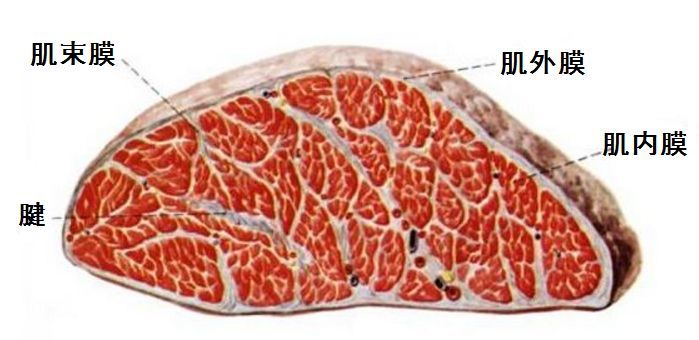 魔眼—“肉超紧萝亚”评测!肌肉感爆棚的硬质黏胶,让人泪目的十年进化之路!