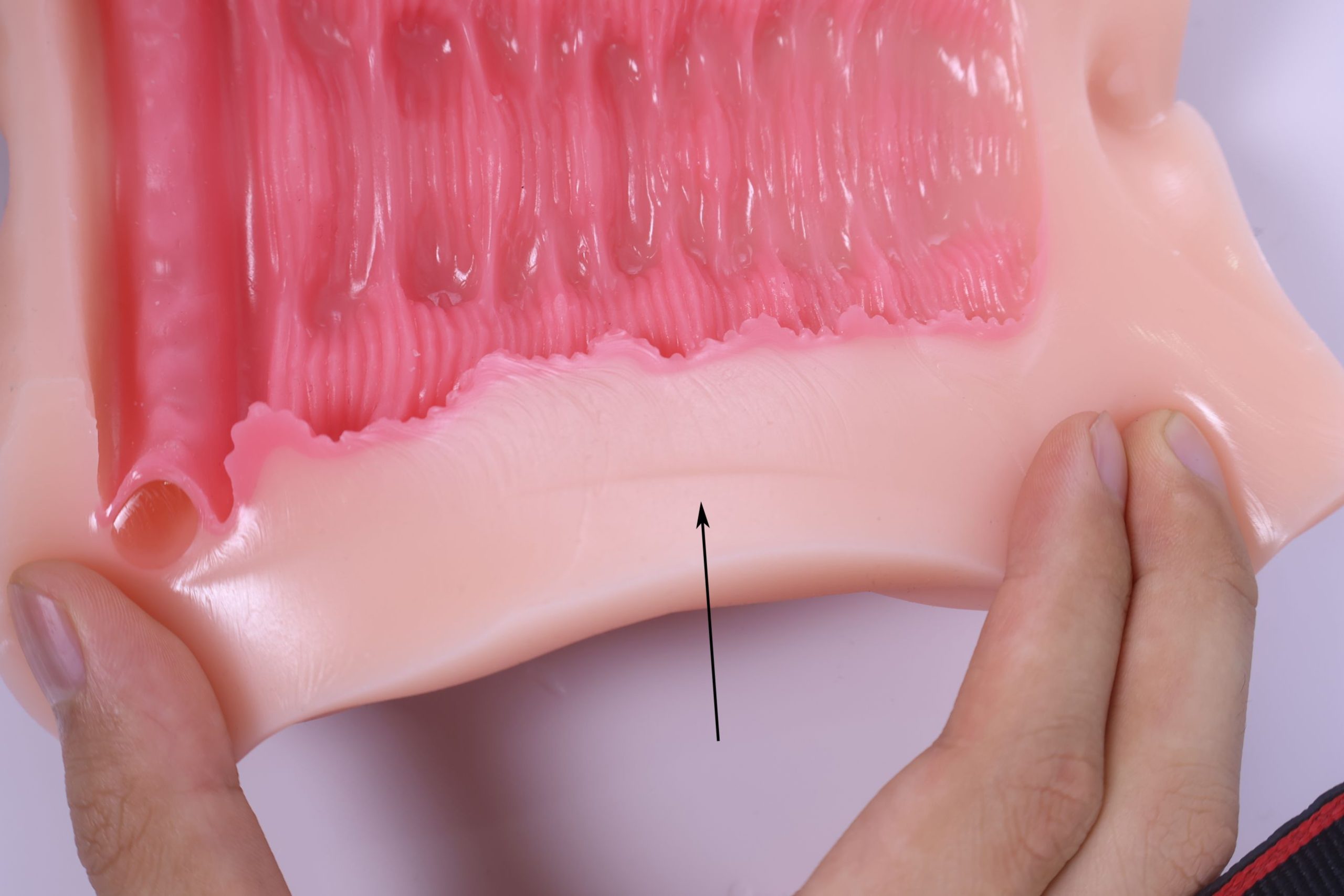 LoveFactor——“萌妻解禁”评测！久违的约束环菊花杯，似曾相识的三层材质结构